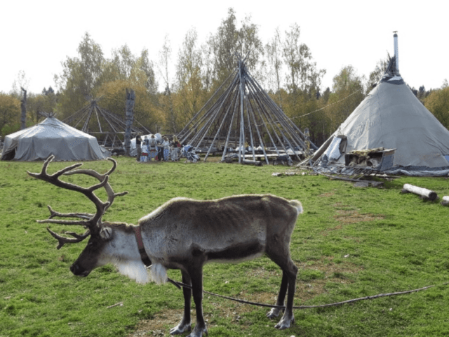 Глэмпинг Лама-кемпинг в этнопарке Кочевник фото 7
